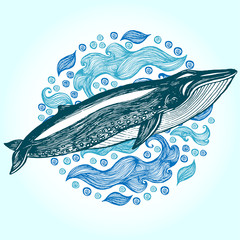 Blue whale, Hand drawn vector illustration.