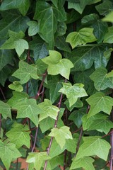 Wilder Efeu - Hochformat