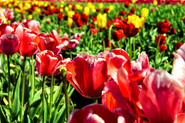 Closeup view of vibrant red Tulips in Woodburn, Oregon