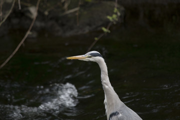 Grey Heron (Ardea cinerea)