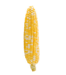 corn isolated on white background