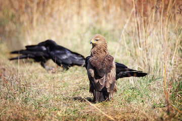 lesser spotted eagle