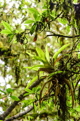 Bromeliads attached to a tree trunk in the middle of the rainforest