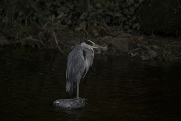 Grey Heron (Ardea cinerea)