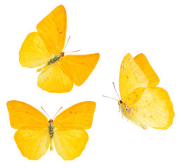 apricot sulphur butterfly © neirfy