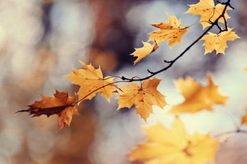 Branch of maple tree with autumn leaves.