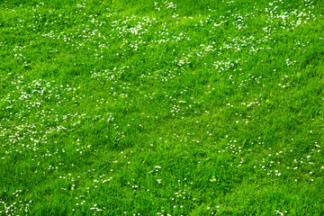 Many white daisies in top view of meadow.