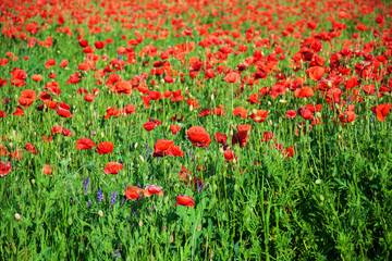 meadow with beautiful  red poppy flowers