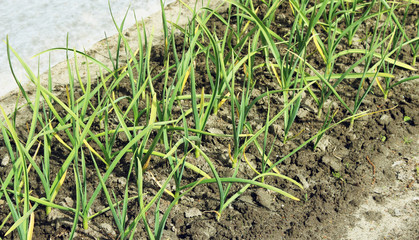 The bed of onion in summer