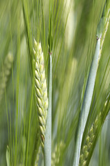 Detail of the green Barley Spike