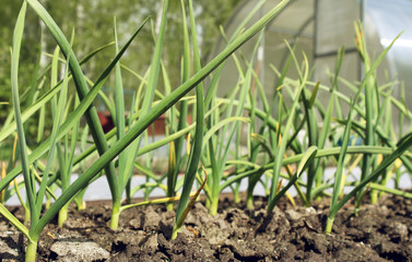 The bed of onion in summer