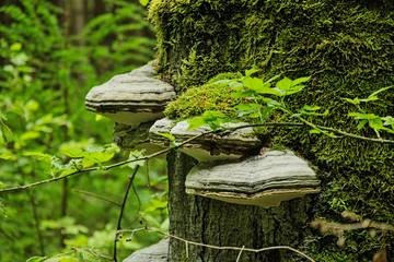 Mehrere große flache Pilze an Baumstamm mit Moos