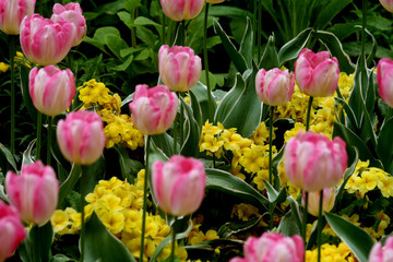 Obraz premium Abstract Colourfull Flower Scene England