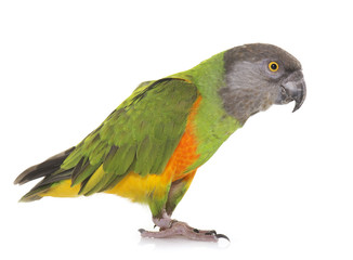 Senegal parrot in studio