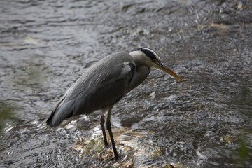 Grey Heron (Ardea cinerea)