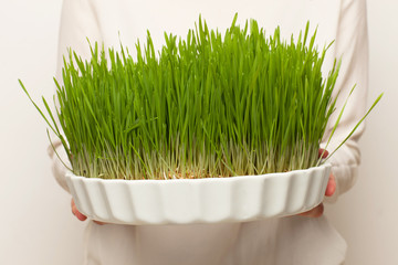 Naklejka premium Wheat grass for juicing and healthy life. How to grow the best wheat grass - Urban cultivation and gardening.