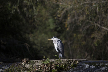 Grey Heron (Ardea cinerea)