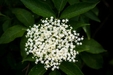 Elderflower blossom