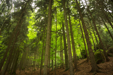 Obraz na płótnie Canvas Blick in Wald mit hoch gewachsenen grünen Bäumen