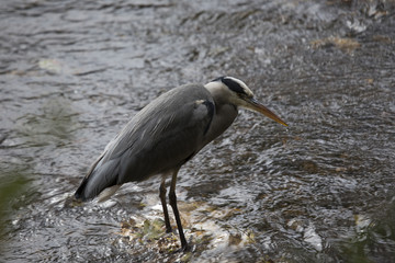 Grey Heron (Ardea cinerea)
