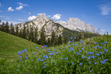 Alpine meadow in the beautiful Austrian Alps