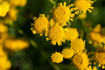 Yellow wild flowers, macro.