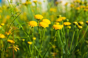 Yellow wild flowers, macro.