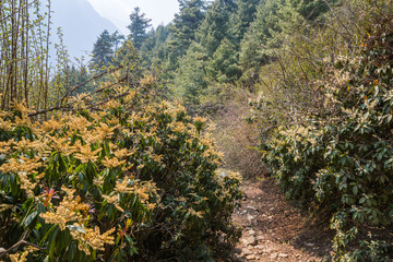 The trail in the Himalayas