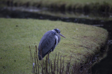 Grey Heron (Ardea cinerea)