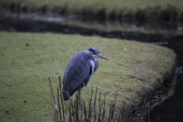 Grey Heron (Ardea cinerea)