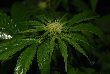 Marijuana unripe green bloom Akorn variety