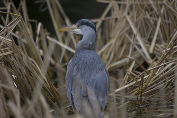 Grey Heron (Ardea cinerea)