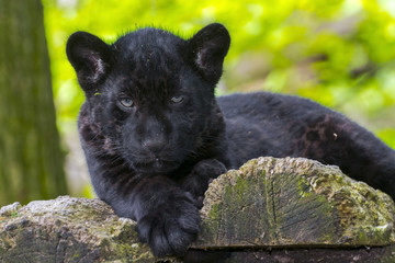 Black Jaguar Cub