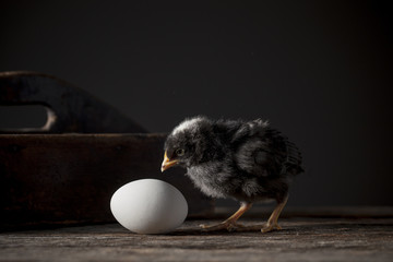 Newly hatched chick and egg