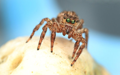 extreme macro