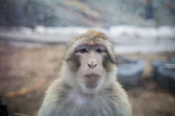 обезьяна за стеклом