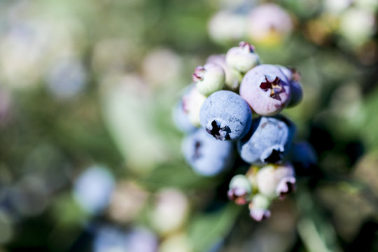 Bunch of ripening blueberries