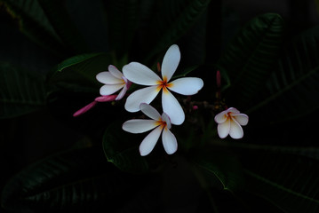 white Frangipani flower at full bloom