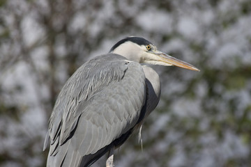 Grey Heron (Ardea cinerea)