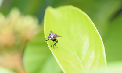 extreme macro
