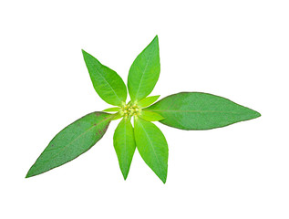 young green leave on white background