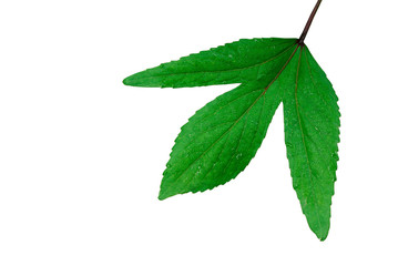 green leaf with drops of water on white background