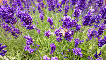 champs de lavande
