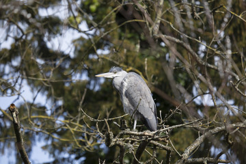 Grey Heron (Ardea cinerea)