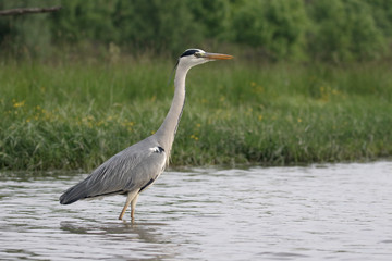 Grey heron, Ardea cinerea