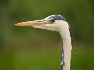 Grey heron, Ardea cinerea