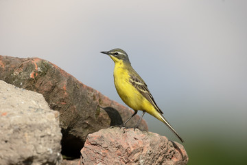 Fototapeta premium Yellow wagtail, Dark-headed wagtail, Motacilla flava