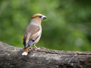 Hawfinch, Coccothraustes coccothraustes