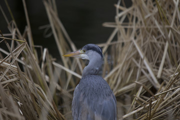 Grey Heron (Ardea cinerea)