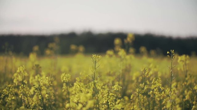 A bee harvests nectar on a yellow rapeseed flower slidecamera stock footage